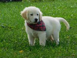 Professional and hobby dog breeders can advertise their puppies for sale online on our free classifeds website. 1 2 English Cream Golden Retriever Puppies For Sale In Rolla Missouri Animals Nstuff