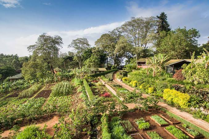 Gibb's Farm | Tanzania Safari Vacations | Tanzania Tours | Tanzania