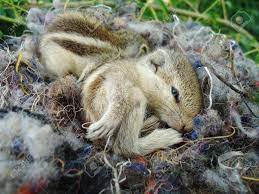 Two Baby Squirrels Are Sleeping In Their Nest Stock Photo Picture And Royalty Free Image Image 8019451