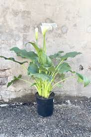 Image result for Zantedeschia