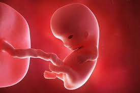 Baby development at 9 weeks. 9 Weeks Pregnant Symptoms Hormones And Baby Development