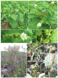 Image result for Croton hirtus