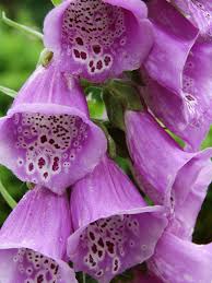 Purple Bell Shaped Flower Don T Ffollow This Link With Images Twitter Backgrounds Flower Garden Flowers