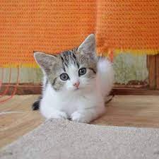 Star Is A Playful 9 Week Old Female Kitten Looking For A Home Away From Busy Roads Good With Cats Possibly Dogs And Children 5 Years A Cats Cat Pics Kitten