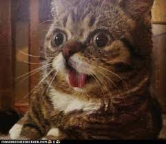 Funny Animal Gifs Animal Gifs Derpnotic Silly Cats Funny Animal Pictures Funny Cat Pictures