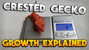How Big Should My Crested Gecko Be Crested Gecko Growth Explained