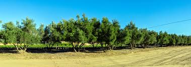 Home | olive tree ministries. P7 Opdx7125mfm