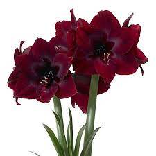 Black Moon Giant Amaryllis Bulb New Color 26 28cm Bulb Walmart Com Amaryllis Bulbs Bulb Flowers Amaryllis
