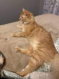 After Losing My Beloved Cat In June To Felv I Decided To Adopt This Handsome Fella On Monday People Of Reddit Meet Oliver Https I Cats Fall Cats Pretty Cats
