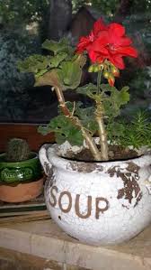 Sardunya Garden Whimsy Unique Planter Country Cottage Garden