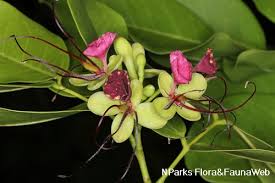 Image result for Intsia