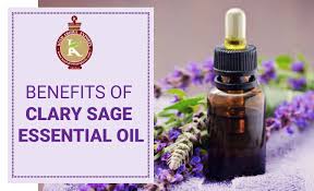 It's a perennial in the genus salvi, and its scientific name is salvia sclarea. Benefits Of Clary Sage Essential Oil Clary Sage Oil For Hair Skin