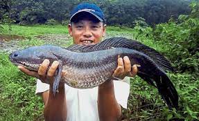 Perhaps the best quran english translation. Beautyglife Benefits Of Haruan Fish Old Wives Tale Or Scientific Fact