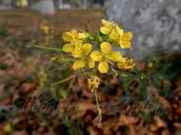 Image result for Rorippa