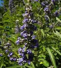 Image result for Vitex
