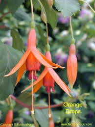 Fuchsia Orange Drops Fuchsie Beste Blumen Schone Blumen