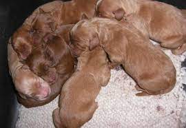 Maybe you would like to learn more about one of these? Goldendoodle Puppy For Sale Adoption Rescue For Sale In Hutchinson Minnesota Classified Americanlisted Com