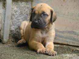 Great Dane Puppies For Sale In Kerala Zoe Fans Blog Dane Puppies Great Dane Puppy Puppies