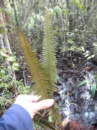 Image result for Trichomanes