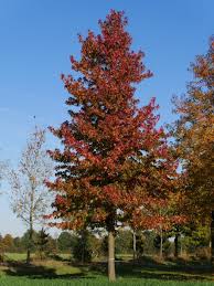 Beide sorten bezaubern durch die lang anhaltende. Liquidambar Styraciflua Guldenbaum Amerikanischer Amberbaum Van Den Berk Baumschulen