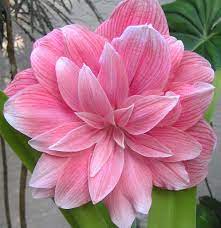 Pin On Flowers