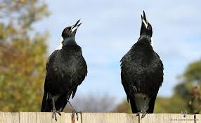 Bird Sounds Birds Singing Mp3 Download Use These Free Australian Magpie Mp3 S As Your Phones Ringtone Message Alert Tone Or Your Just Enjoy Listening To Magpie Australian Wildlife Australian Birds
