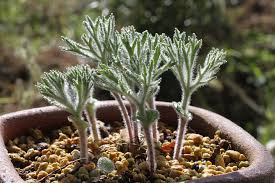 Image result for Eriospermum porphyrium
