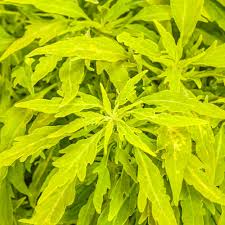 Image result for Coleus buchananii