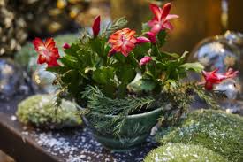 Cylindropuntia leptocaulis is widely distributed in deserts, grasslands, chaparral. How To Care For Christmas Cactus Indoors Christmas Cactus Plant Care Tips