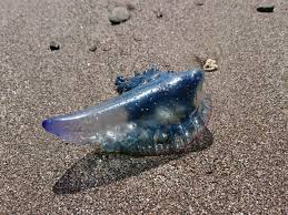 Von der Ostsee bis zum Schwarzen Meer - Der Siegeszug der Quallen !~Quallen in der Tiefsee - Bizarre Arten und ihre Tricks enthüllt