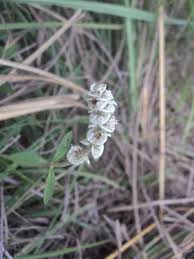 Image result for Platostoma strictum