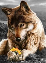 Pin By Quay Mcconic On Favorite Animal Wolf Spirit Animal Wolf Dog Wolf Love