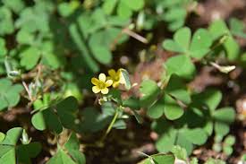 Image result for Oxalis corniculata