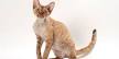 Devon Rex Cat - Full Profile, History, and Care