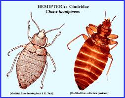 Image result for Cimex Lectularius L