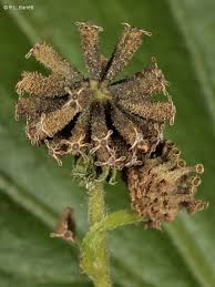 Image result for Adenostemma mauritianum