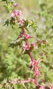 Image result for Salsola