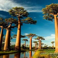 Tidak banyak vendor yang menjual lavender asli dalam. Jual Pohon Baobab Pohon Unik Dan Langka Pohon Rindang