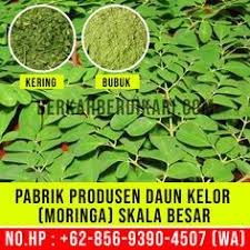 Kelor atau moringa oleifera adalah tumbuhan yang kaya akan nah, jika anda ingin mengkonsumsi daun kelor sebagai obat herbal, begini cara yang benar dalam mengolah daun kelor agar manfaatnya optimal. Jual Daun Kelor Jualdaunkelor Profile Pinterest