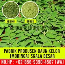 Cara yang satu ini terbilang mudah dan tentunya lebih gampang untuk anda mendapatkan nutrisi dan khasiat dari daun kelor. Jual Daun Kelor Jualdaunkelor Profile Pinterest