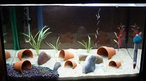 Aquarium einrichten in einfachen und schnellen schritte: 25 Liter Aquarium