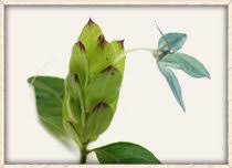 Image result for Secamone parvifolia