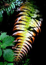Image result for Blechnum attenuatum