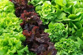 The lettuce harvest time is during the winter season. Why You Should Pick Lettuce Leaves Before They Ve Been Harvested