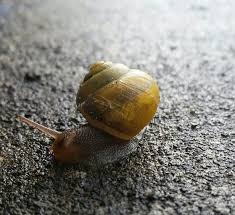 Pelin Yildirim Adli Kullanicinin Snails Panosundaki Pin