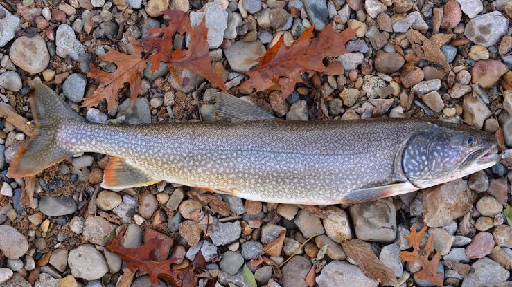Lake Trout (Mackinaw) - Nevada Department of Wildlife