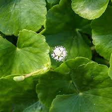 Image result for Hydrocotyle mannii