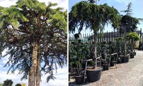 Check spelling or type a new query. Cedrus Deodara Pendula Weeping Deodar Cedar Roof Shape Garden Plants Online
