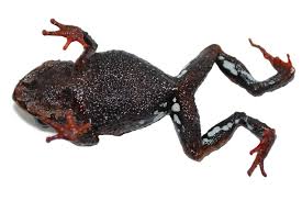 Image result for Pristimantis bambu