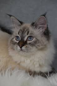 Neva masquerade (color point siberian cat) there are few colors that fall into this category Siberian Neva Masquerade Catherine Lowry Flickr